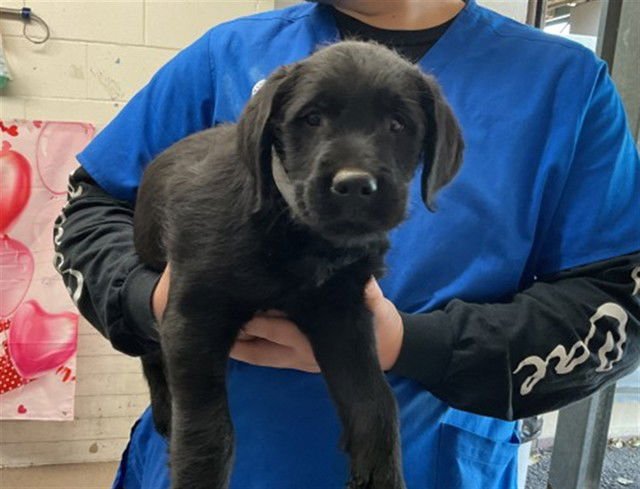 BENTLEY - Pit Bull Terrier available for adoption