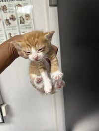 CHEDDAR - Photo 1