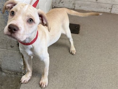 MARBLE - Pit Bull Terrier available for adoption
