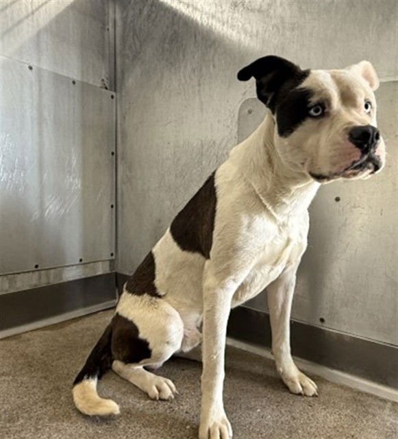 ASTRO - Pit Bull Terrier available for adoption