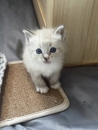 PRINCESS PURRL - Photo 1