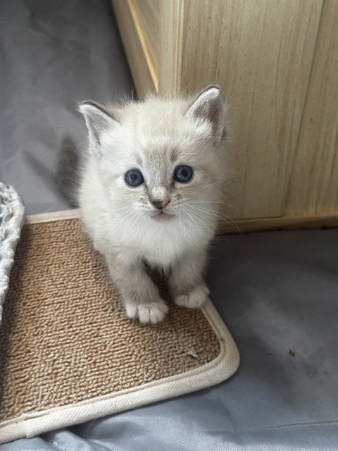 PRINCESS PURRL - Domestic Medium Hair available for adoption