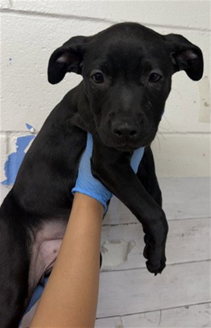 TRIXIE - Pit Bull Terrier available for adoption