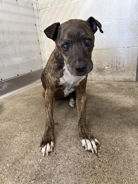 PENELOPE - Pit Bull Terrier available for adoption