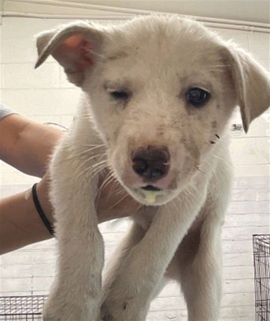 REZA - Labrador Retriever available for adoption