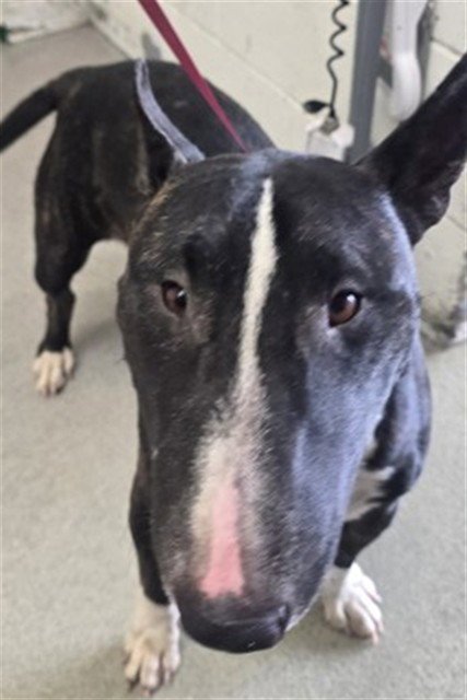 VICTOR - Bull Terrier available for adoption