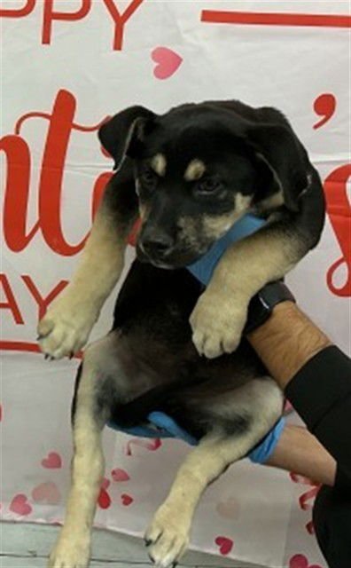 PRINCE - Rottweiler available for adoption