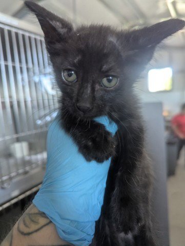 YETI - Domestic Short Hair available for adoption