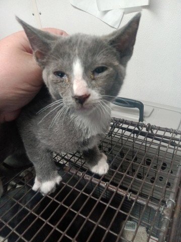 EVAN - Domestic Short Hair available for adoption