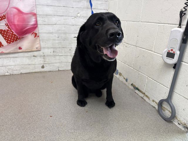 SALLY - Labrador Retriever available for adoption