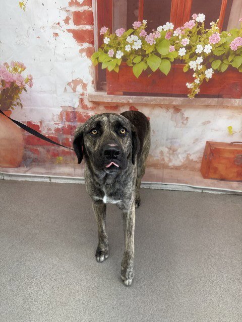 TED D BURKE - German Shepherd Dog available for adoption