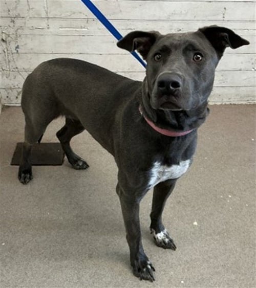LILY - Catahoula Leopard Dog / Labrador Retriever available for adoption