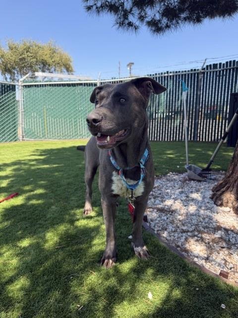 LILY - Catahoula Leopard Dog / Labrador Retriever for adoption in San Bernardino