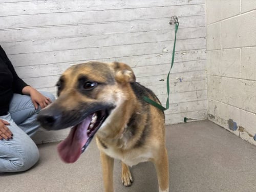 ARIEL - German Shepherd Dog available for adoption