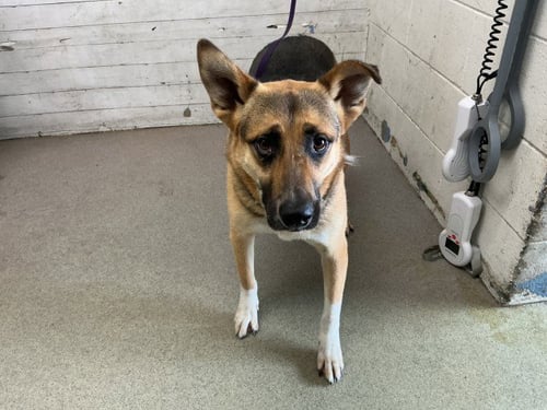 ARIEL - German Shepherd Dog available for adoption