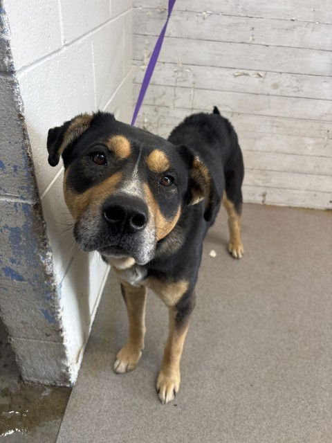 REESE - Rottweiler available for adoption