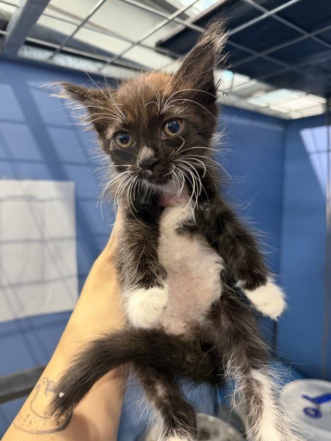 BUBBLES - Domestic Short Hair available for adoption
