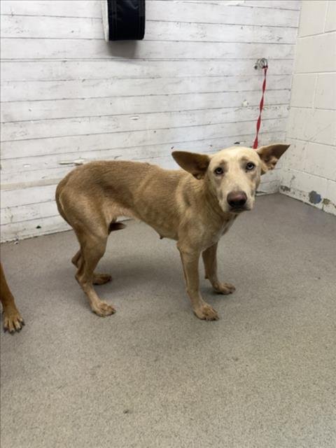 RACHEL - Belgian Shepherd Malinois available for adoption