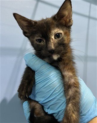 CLAIR - Domestic Short Hair available for adoption