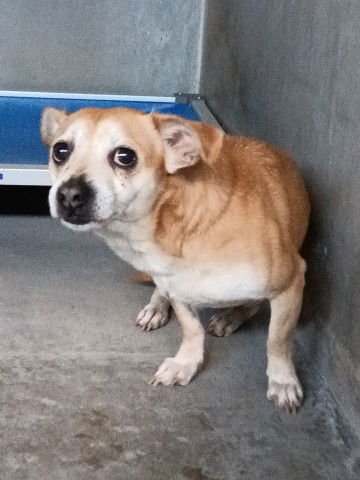 NICO - Chihuahua available for adoption