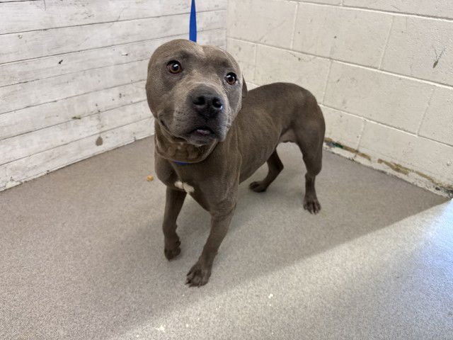 CHAMP - Pit Bull Terrier available for adoption