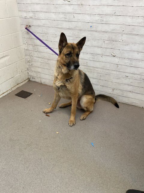 RUFUS - German Shepherd Dog available for adoption