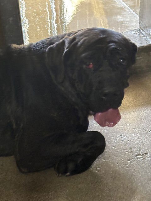 SADIE - Cane Corso Mastiff available for adoption
