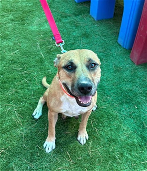 HARPER - Pit Bull Terrier available for adoption