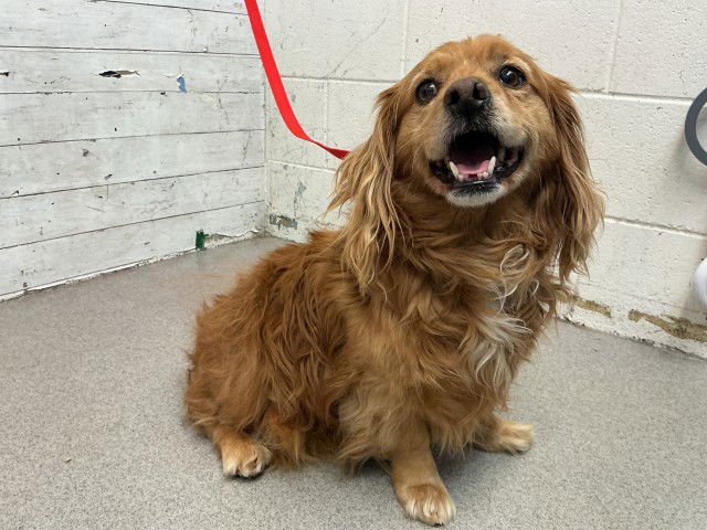 CORKY - Cocker Spaniel available for adoption