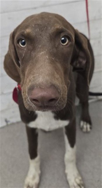 GLENDA - Labrador Retriever available for adoption