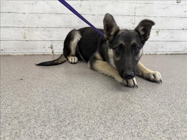 SHYLA - German Shepherd Dog available for adoption