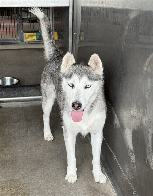 STORM - Siberian Husky available for adoption