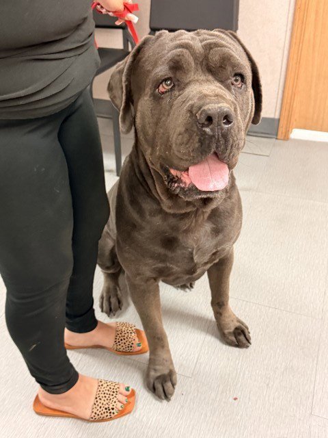 FATBOY - Cane Corso Mastiff available for adoption