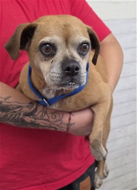 MAISIE - Beagle / Chihuahua available for adoption