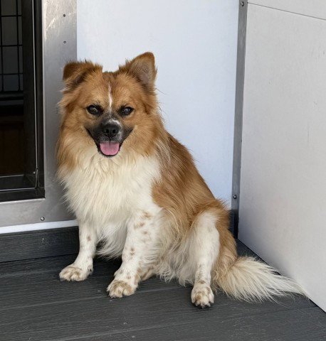 PAPI - Papillon available for adoption