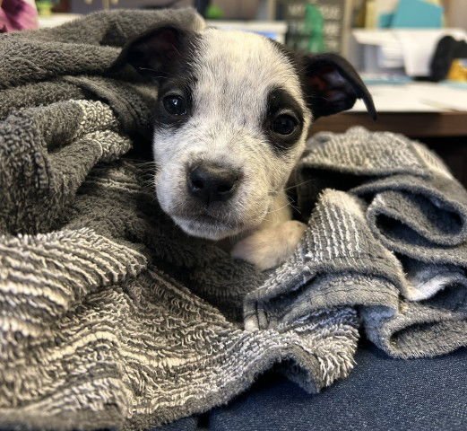 BILLY THE KID - Australian Cattle Dog/Blue Heeler / Labrador Retriever available for adoption