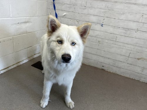 GHOST - Siberian Husky available for adoption