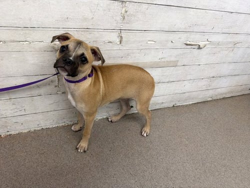 ZORO - Pug available for adoption
