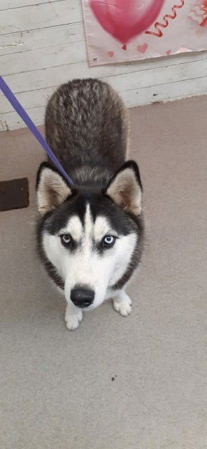 REYNA - Siberian Husky available for adoption