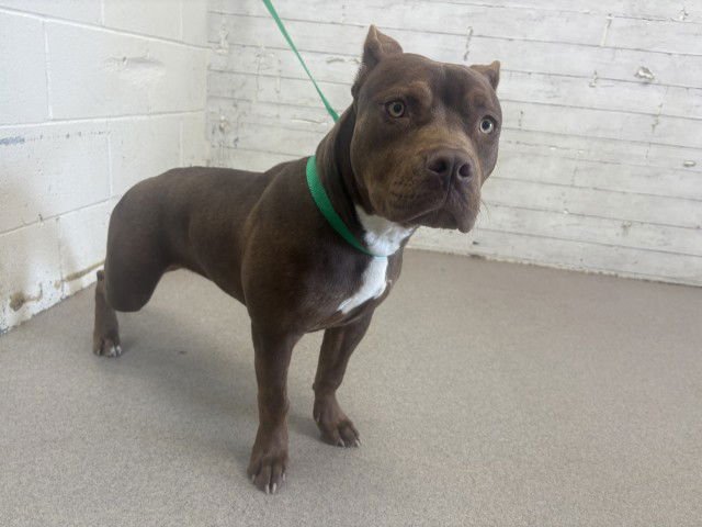 CAFECITA - Pit Bull Terrier available for adoption