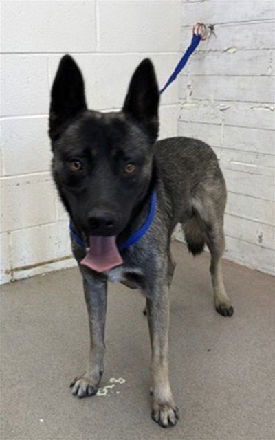 AUSTIN - Belgian Shepherd Malinois available for adoption