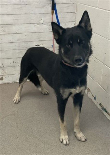 JETHROE - German Shepherd Dog / Siberian Husky available for adoption