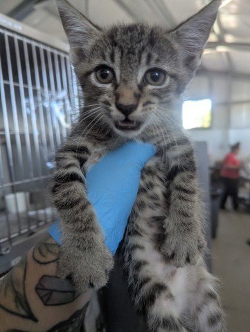 YODA - Domestic Short Hair available for adoption