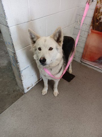 ROZAE - Siberian Husky available for adoption