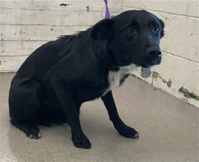 ROSARIO - Border Collie available for adoption