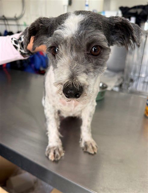 MAVIS - Shih Tzu available for adoption