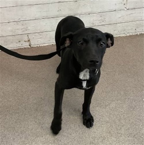 SAMANTHA - Pit Bull Terrier available for adoption