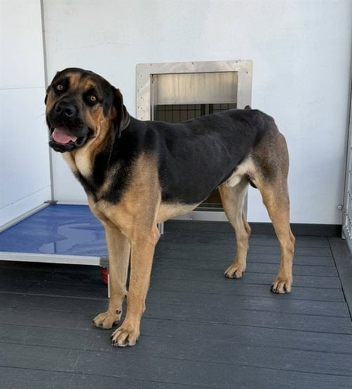 BUSTER - German Shepherd Dog available for adoption