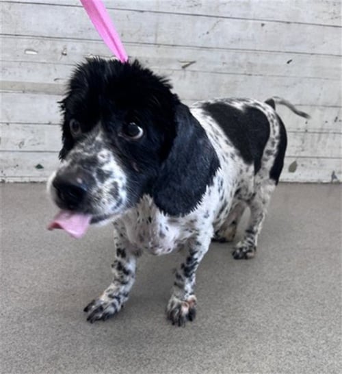 GIZMO - Cocker Spaniel available for adoption