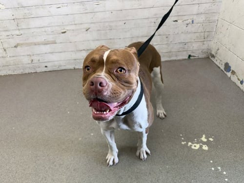 MYSTIQUE - Pit Bull Terrier available for adoption